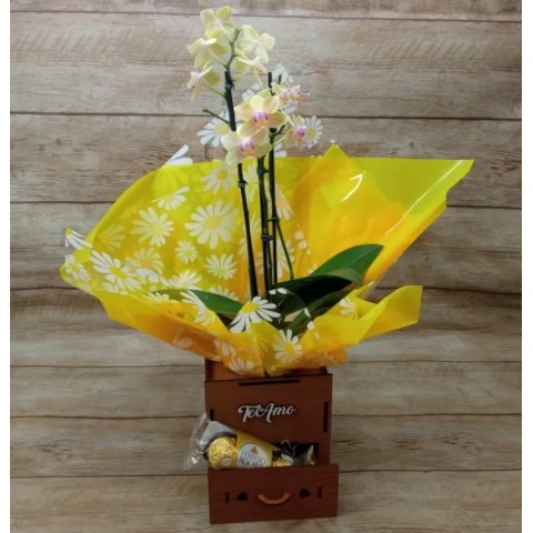 Mini Orquídea Te Amo c/ 2 Hastes Pote 9 - Cor Variada + Chocolate